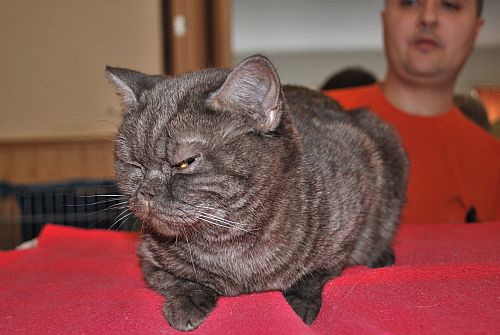 koka